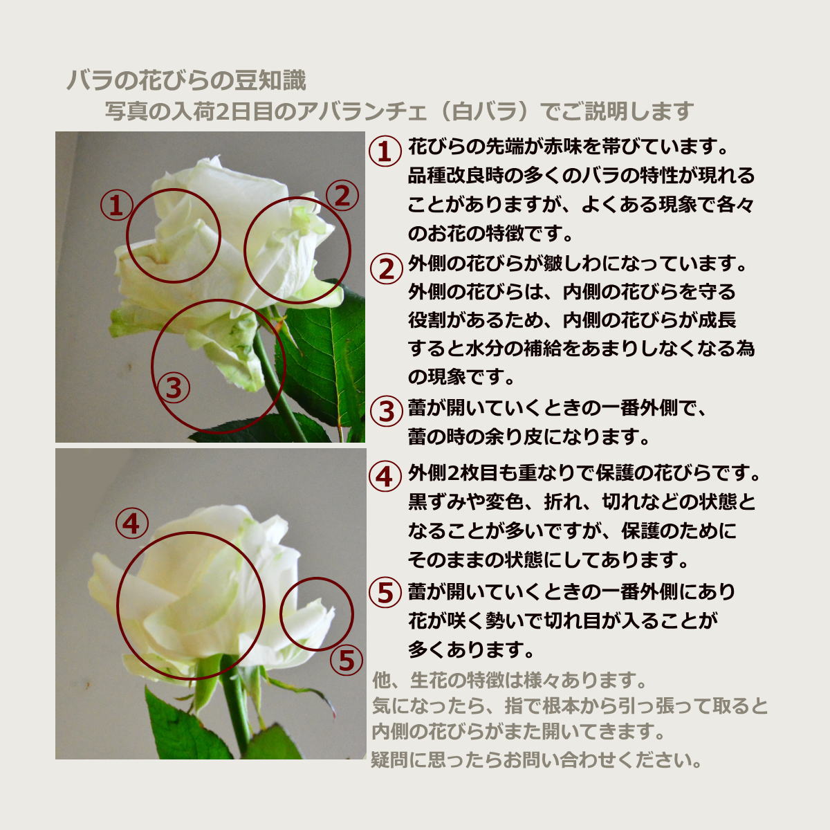 おまかせ カットフラワー（切り花） 030 ～お部屋の飾り花 生花 