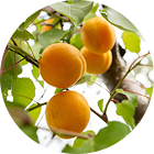 ���ץꥳ�åȥ������ʥ��󥺲̽���