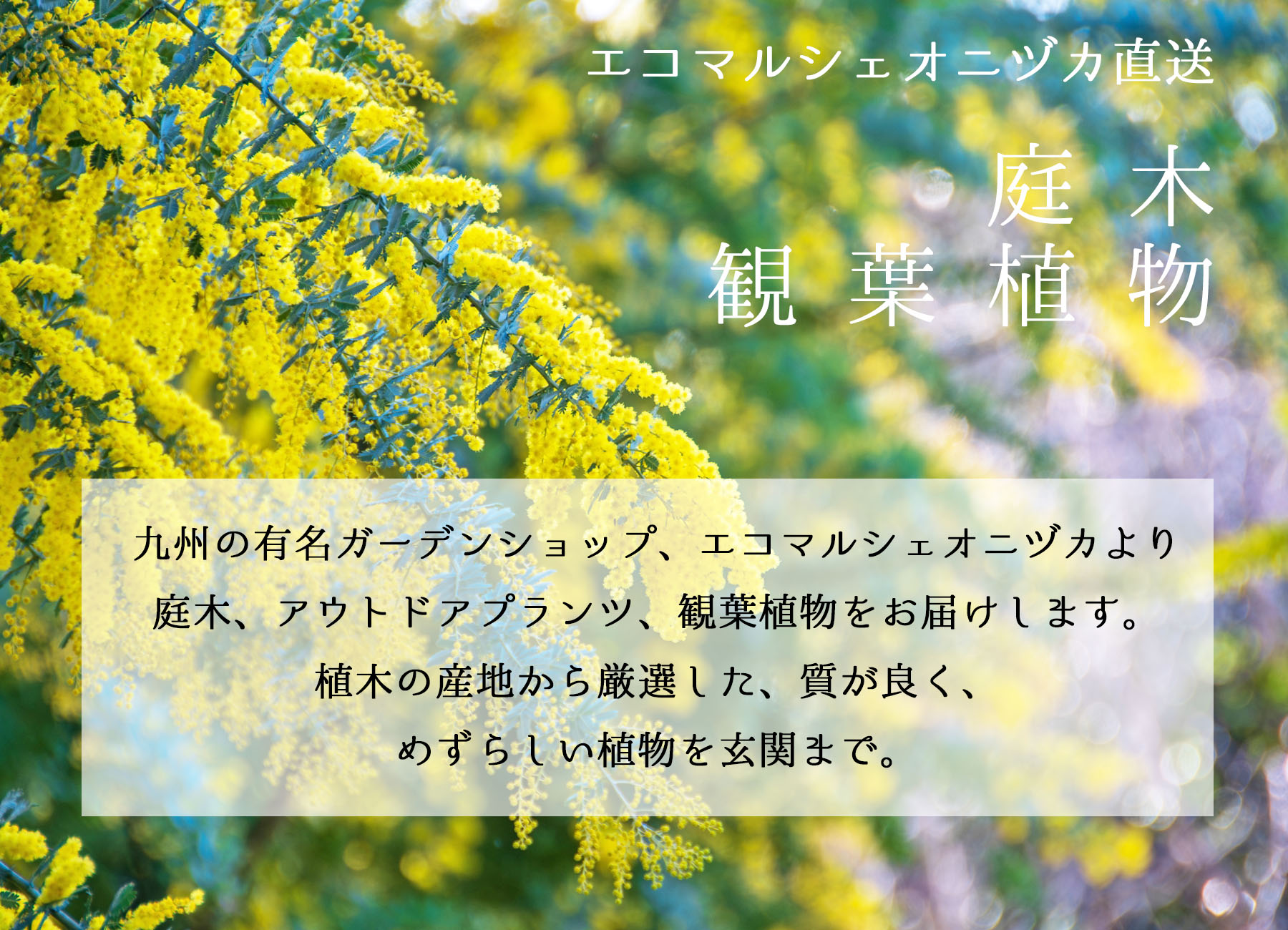 エコマルシェオニヅカ厳選の庭木・観葉植物をお届けします。