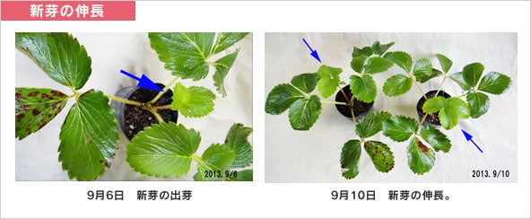 新芽の伸長