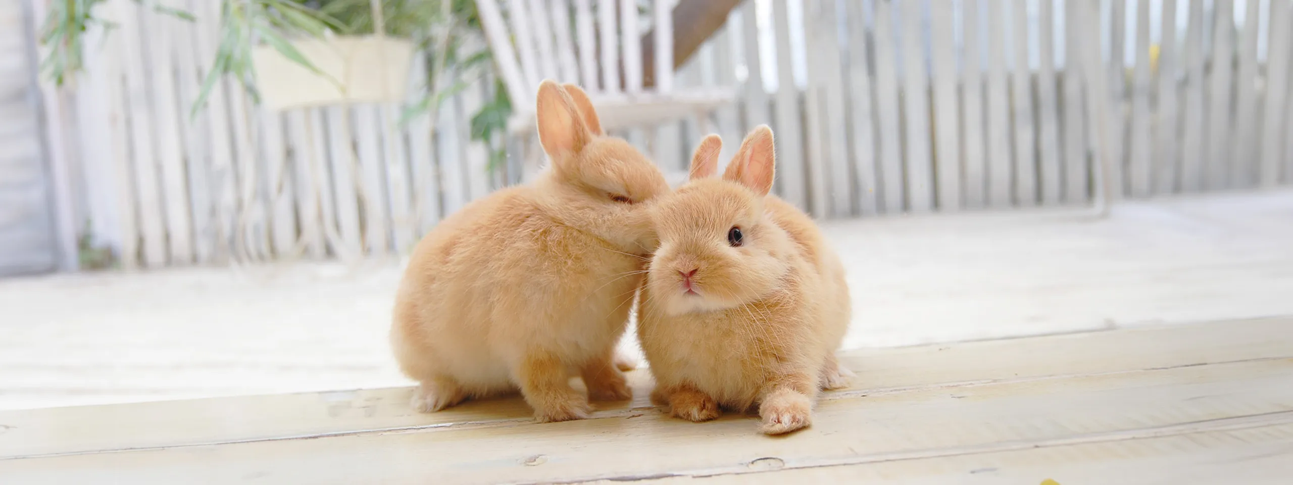 LoveRabbit ラブラビット｜東京都中野区新井のうさぎ専門店｜仔うさぎ