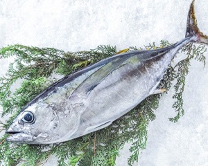 ビンチョウマグロ