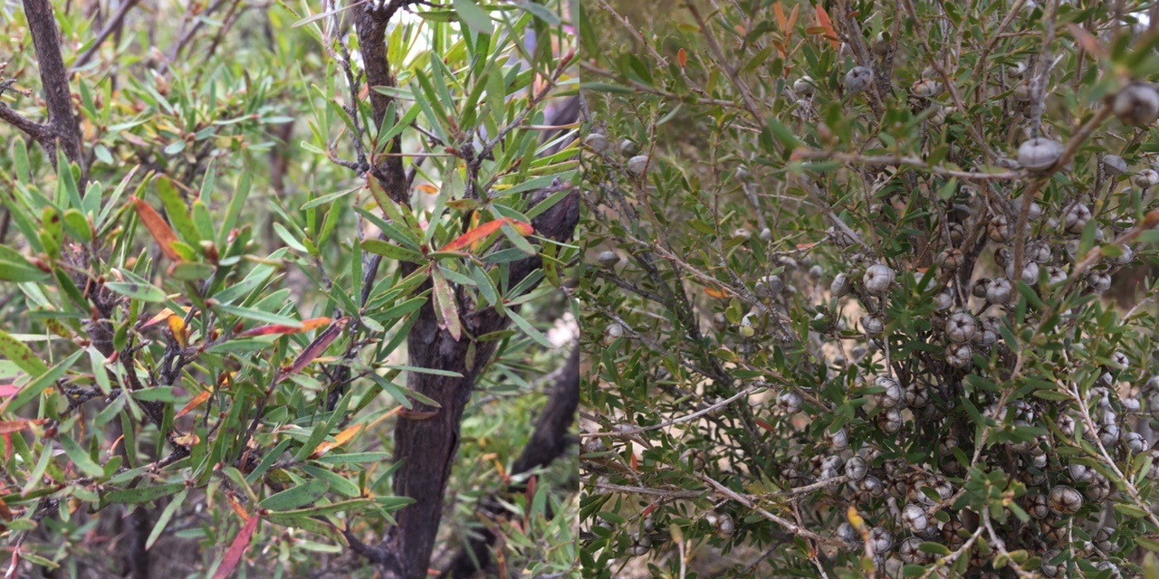 aromastoneCOSY（アロマストーンコージィ）|ユーカリとティートゥリー