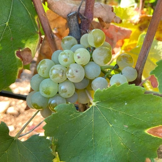 季節のブルゴーニュ