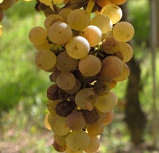 アルザスワインフェア＜秋＞｜Your Cellar（ユアセラー）ワイン通販