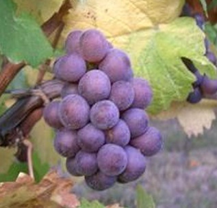 アルザスワインフェア＜秋＞｜Your Cellar（ユアセラー）ワイン通販