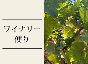 2026/7　ブルゴーニュの畑から～猛暑と乾燥の夏イメージ画像