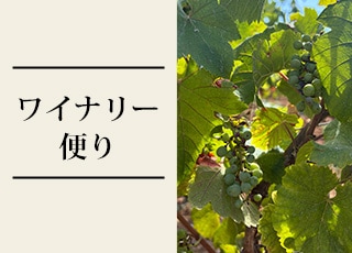2026/7　ブルゴーニュの畑から～猛暑と乾燥の夏イメージ画像