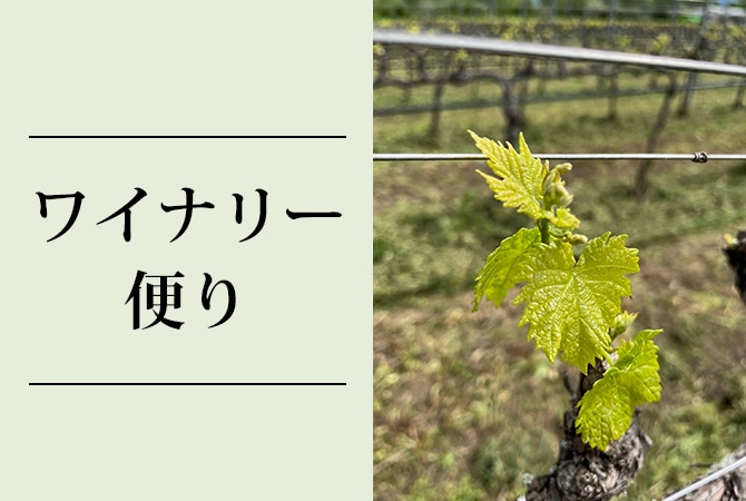 2026/4　フリウリの春～白ワインのスペシャリスト～アテムス イメージ画像