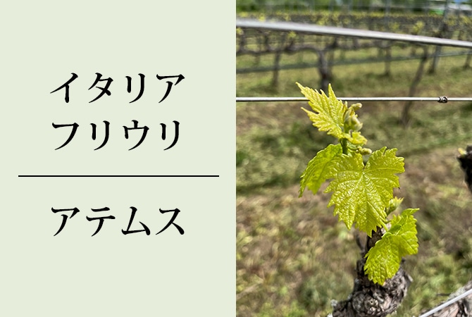 白ワインのスペシャリスト　アテムス イメージ画像