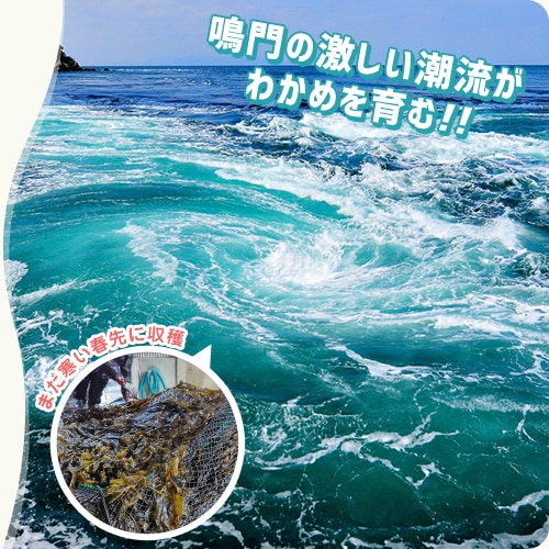 鳴門の激しい潮流がわかめを育む
