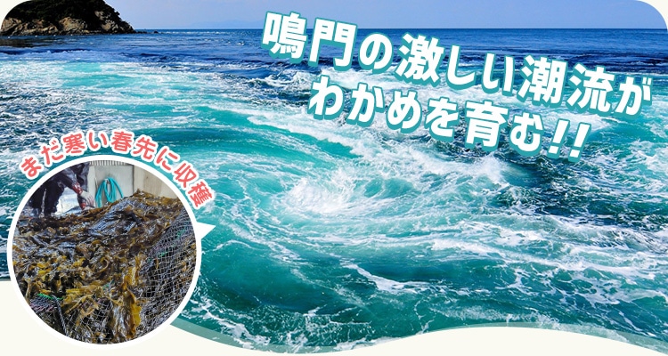 鳴門の激しい潮流がわかめを育む