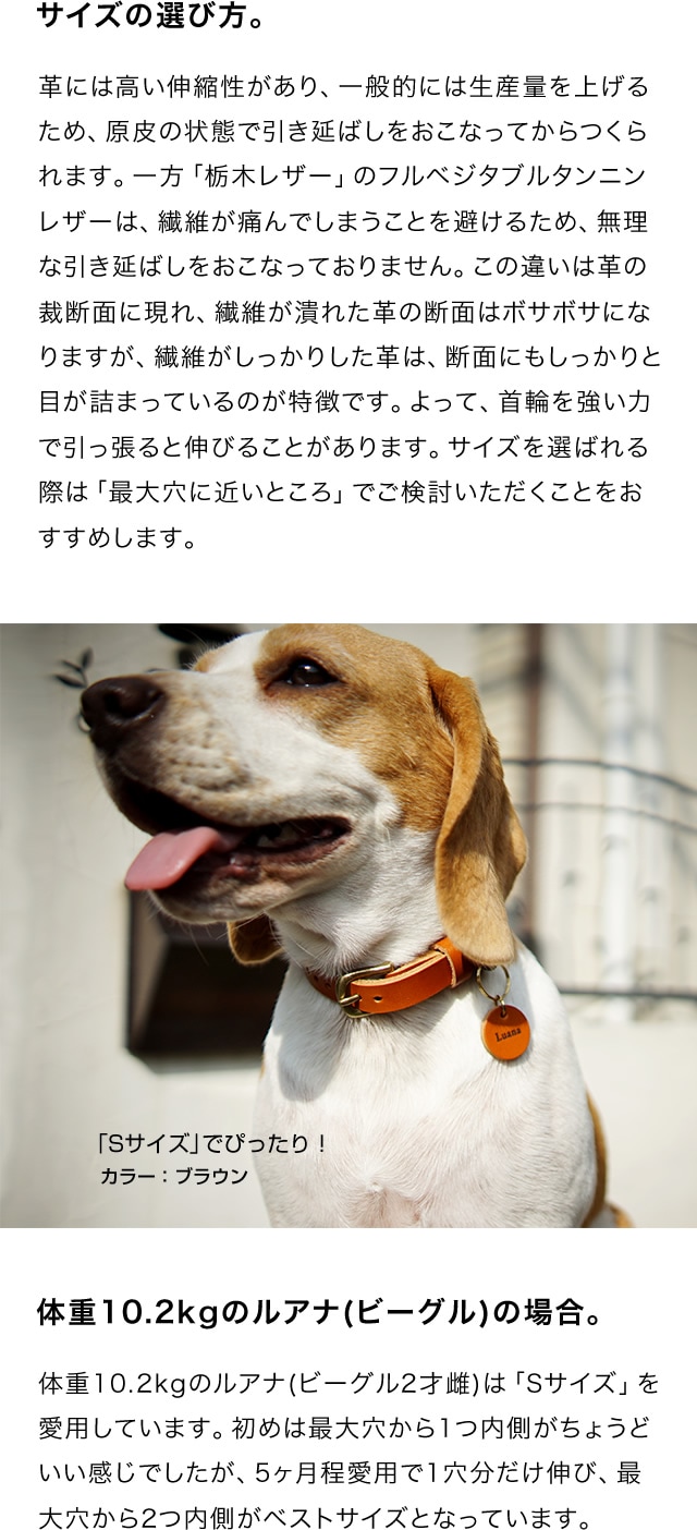 犬 首輪 人 コレクション