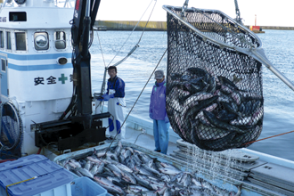 北海道沖定置網の秋鮭
