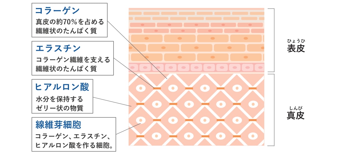 コラーゲン エラスチン 繊維芽細胞 ヒアルロン酸