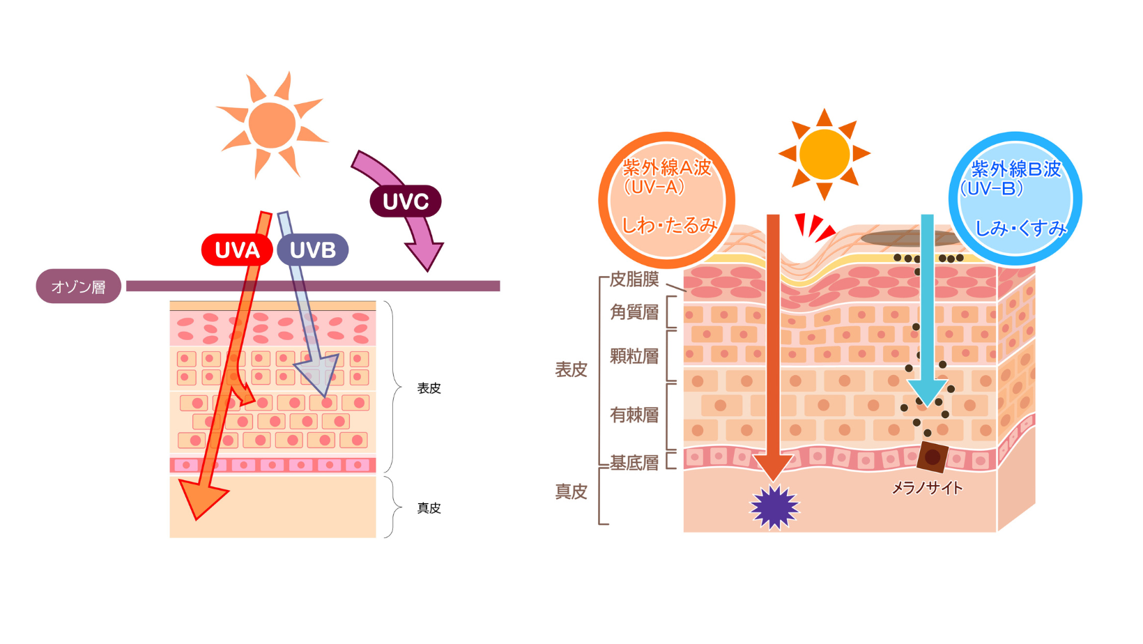 紫外線の種類について