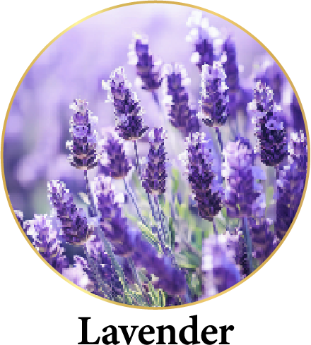Lavender