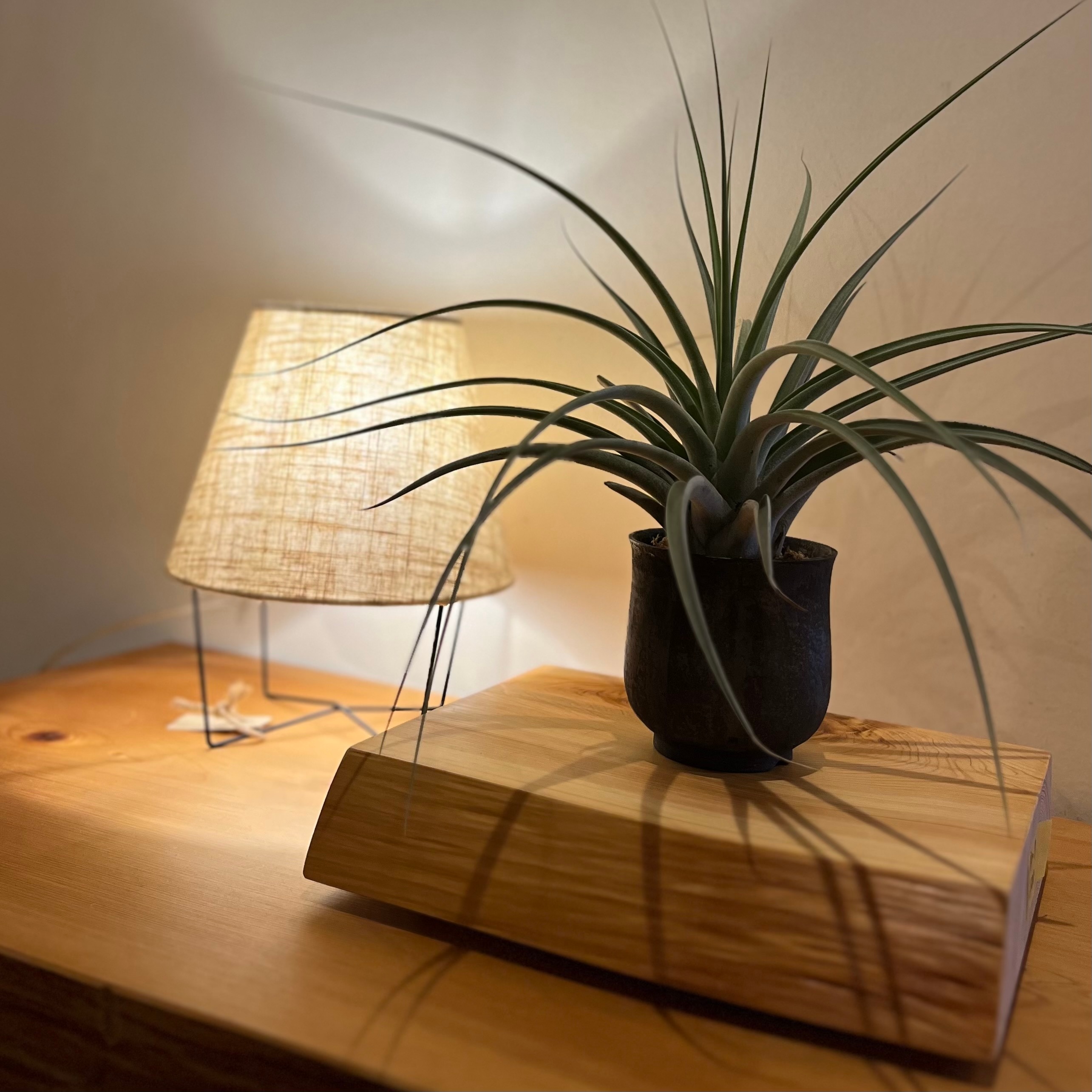 OWASE HINOKI
