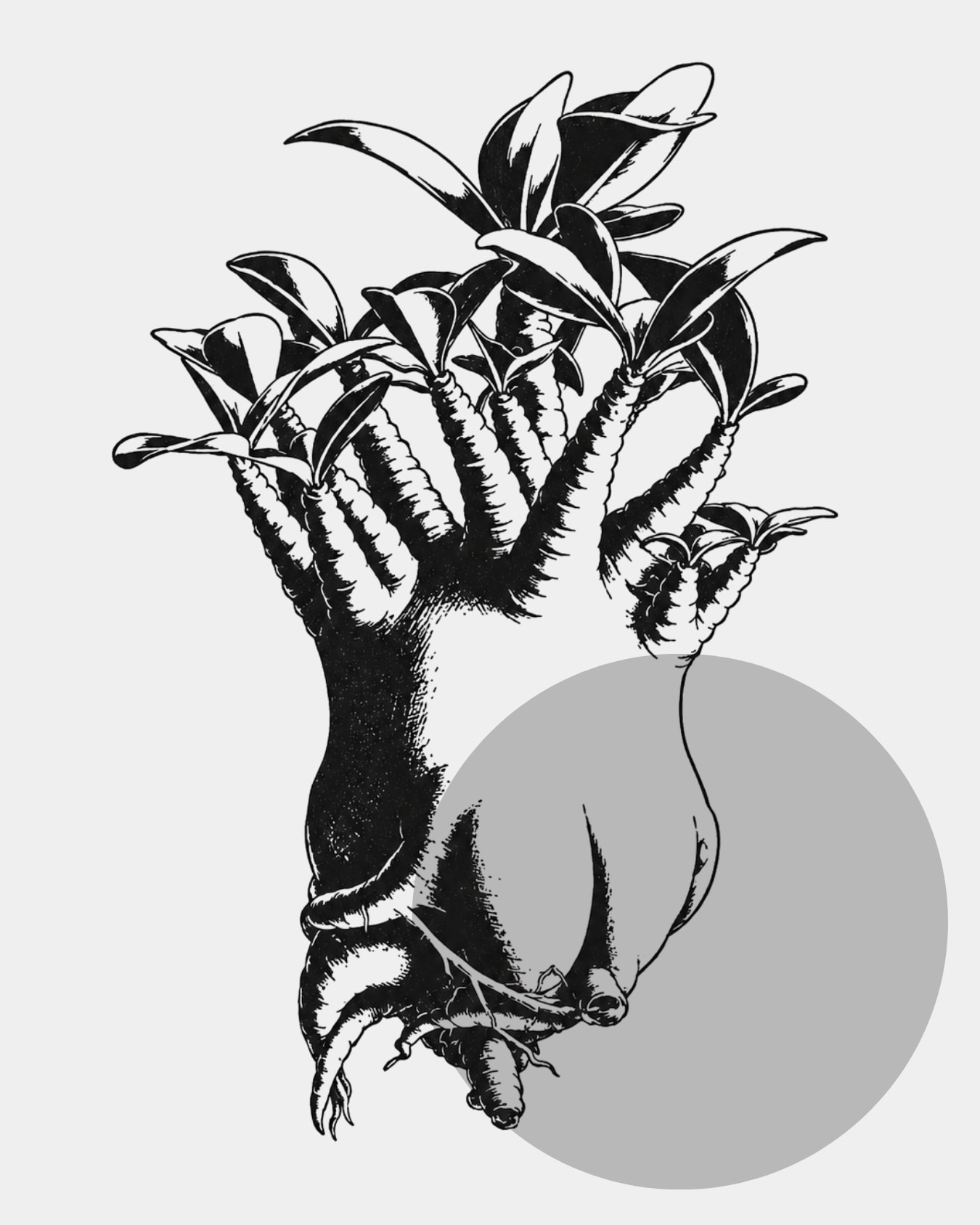 塊根植物