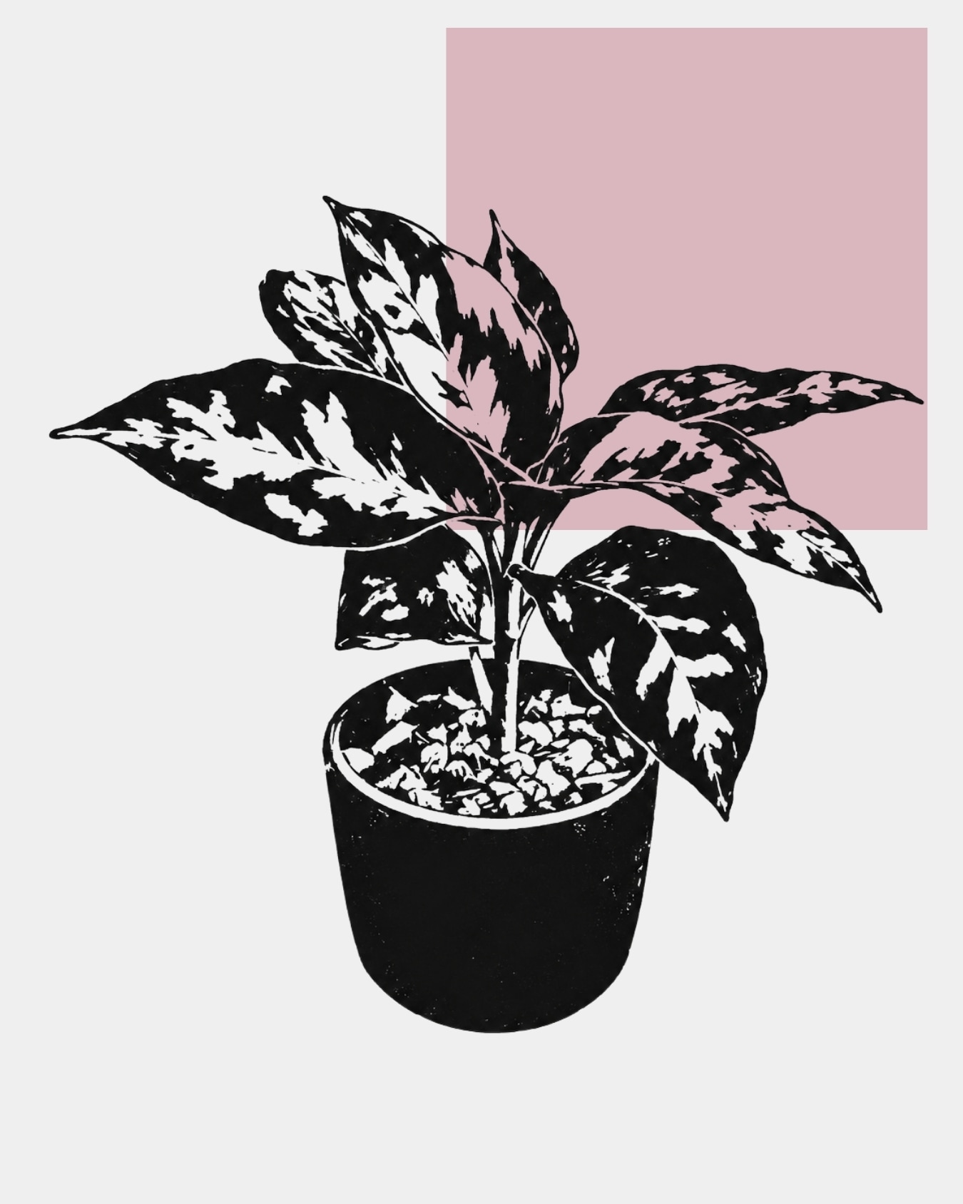 アロイド植物