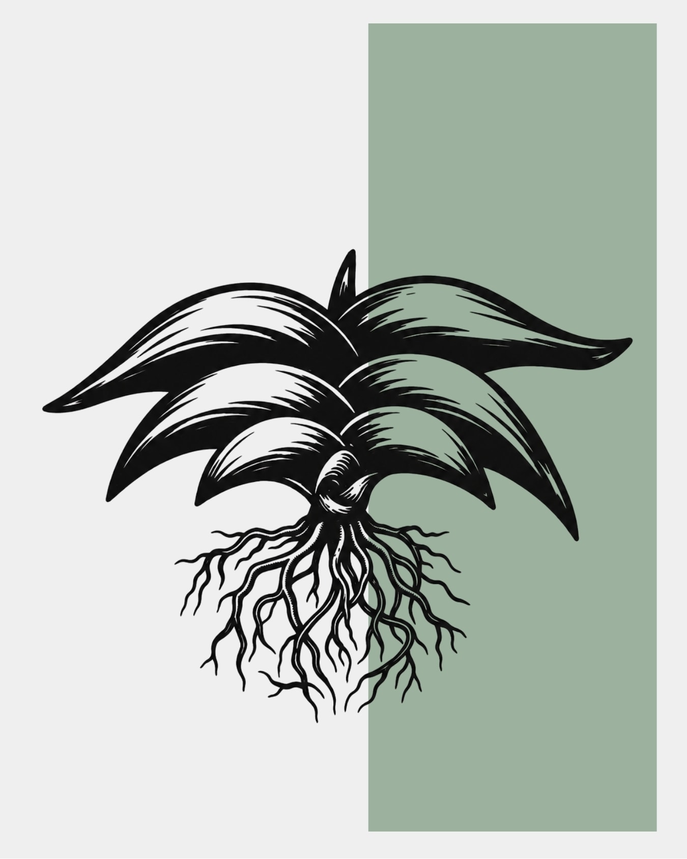 サンセベリア