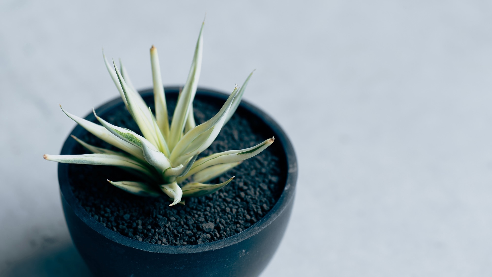PLANT JOURNAL by SHOUCHIKU-EN — 植物の読み物コンテンツ