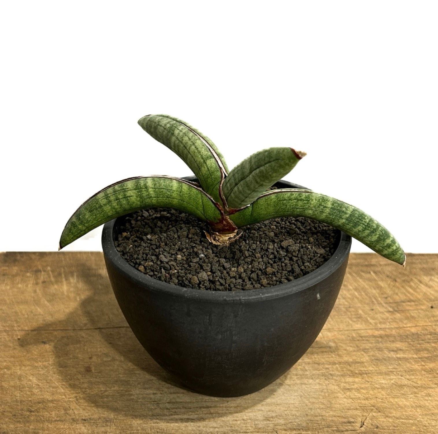 世界の珍しいサンセベリア20選｜PLANT JOURNAL by SHOUCHIKU-EN