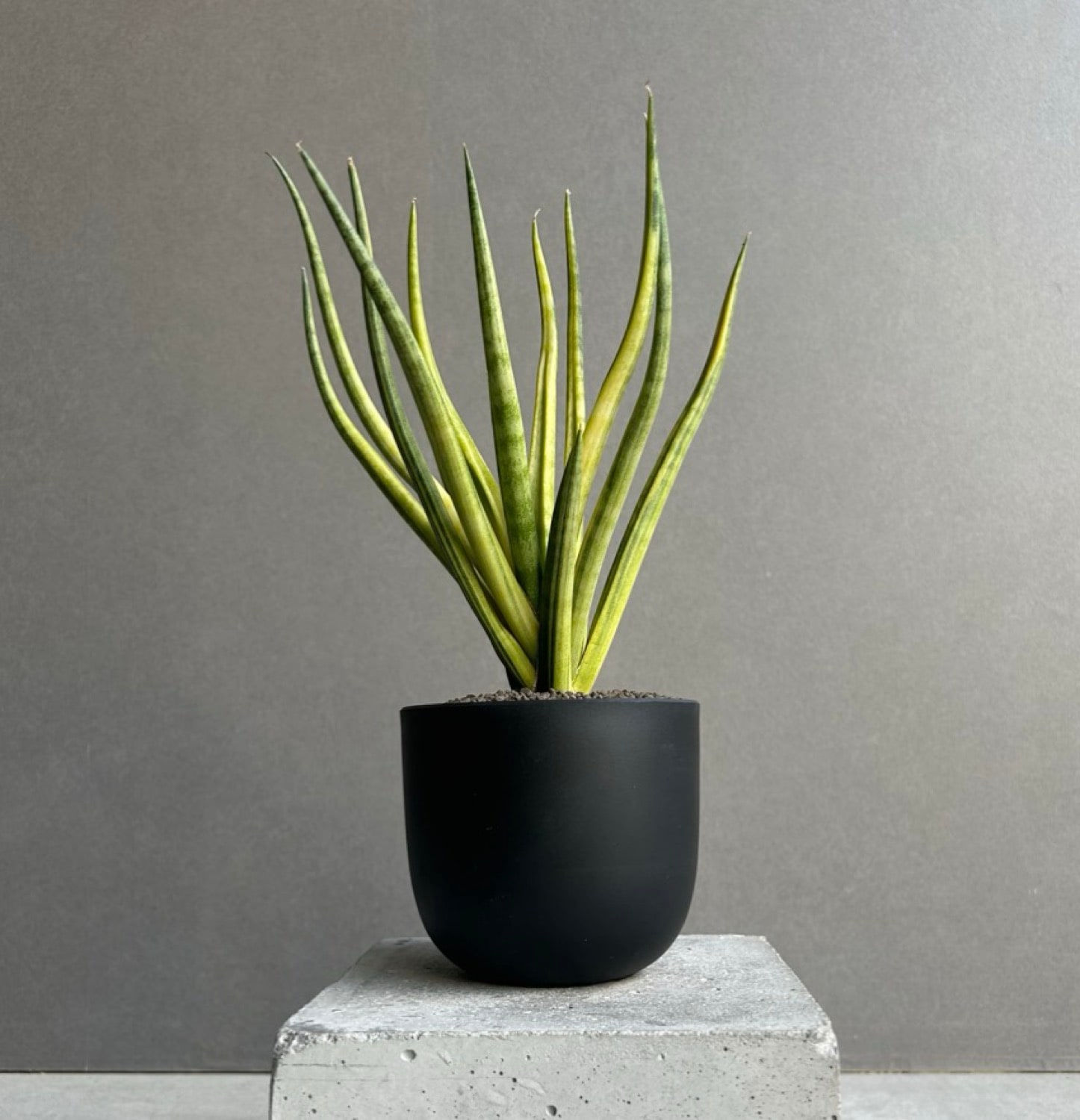 世界の珍しいサンセベリア20選｜PLANT JOURNAL by SHOUCHIKU-EN