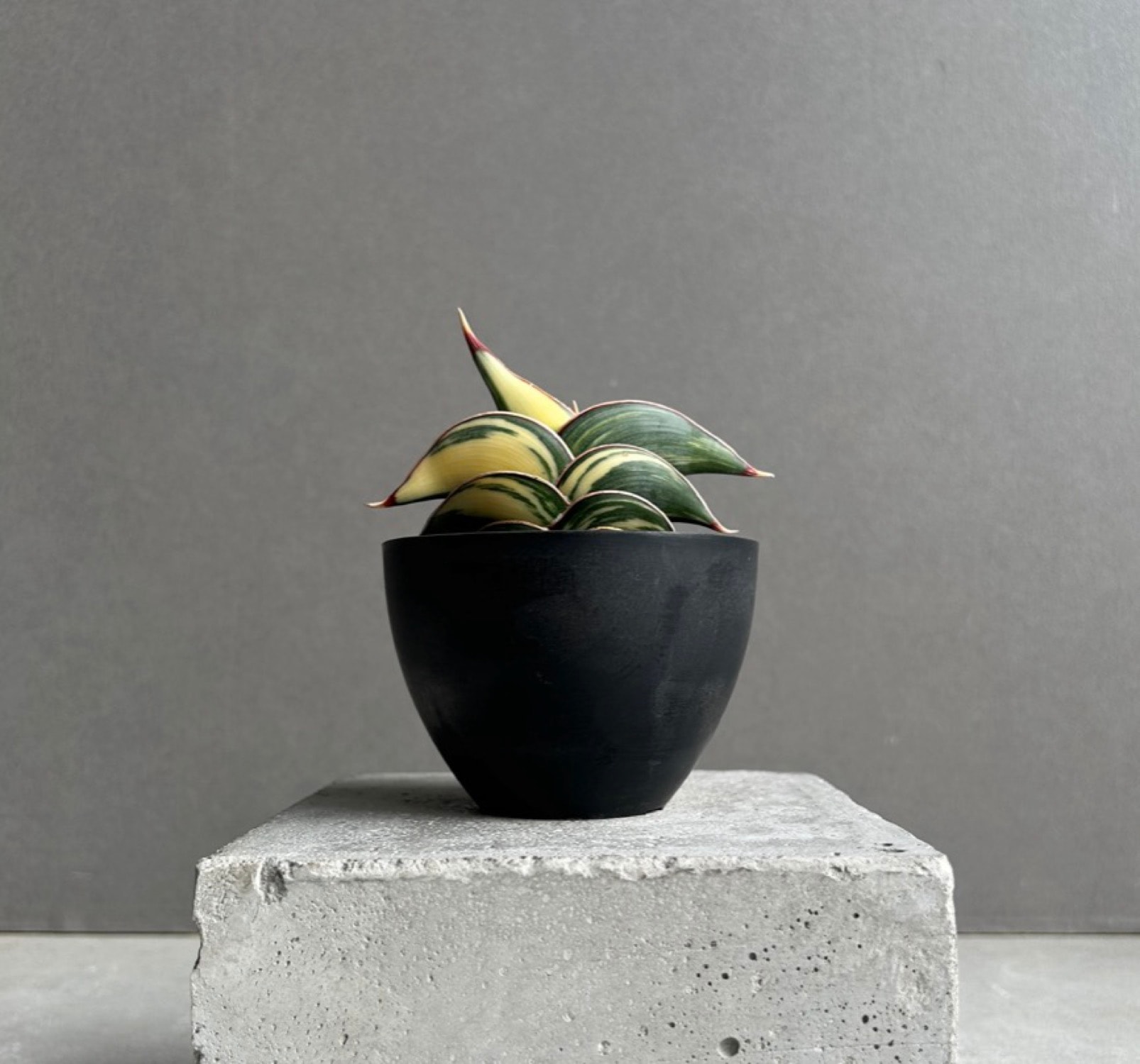 海外で見つけた、珍しいレアサンセベリア5選｜PLANT JOURNAL by