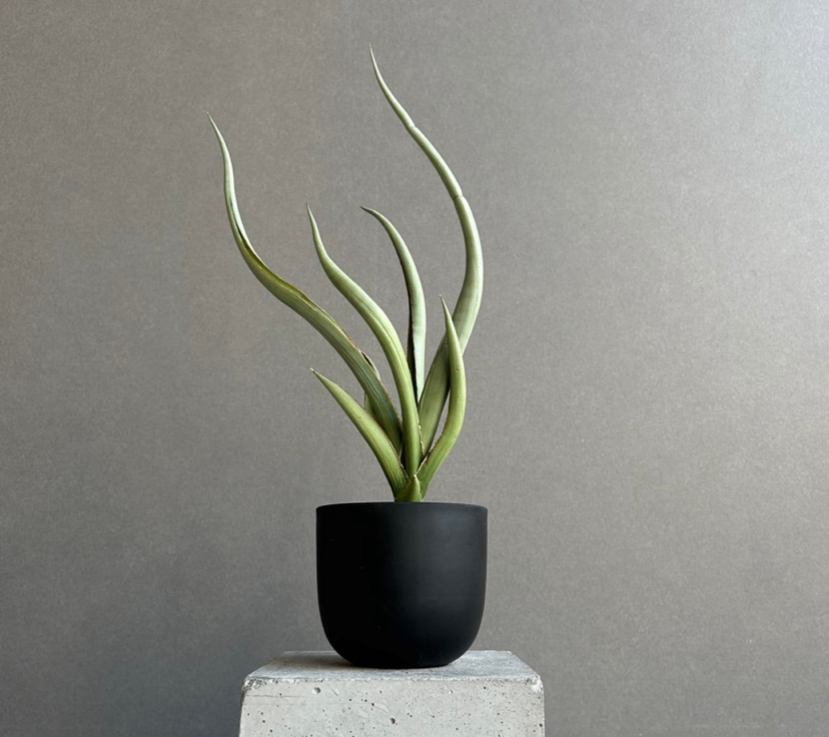 世界の珍しいサンセベリア20選｜PLANT JOURNAL by SHOUCHIKU-EN