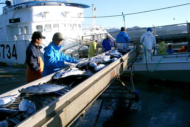 三陸 気仙沼一本カツオ 水揚げ直後の極上一本ガツオ すべての商品 東北うまいもの市場