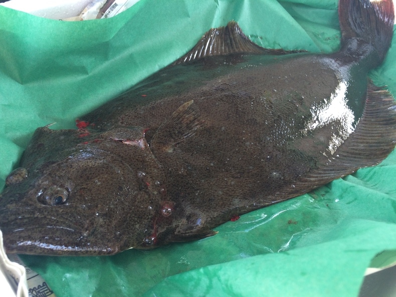 三陸天然ヒラメ(25cm1kg以上物）1尾 活じめ | ヒラメ | 東北