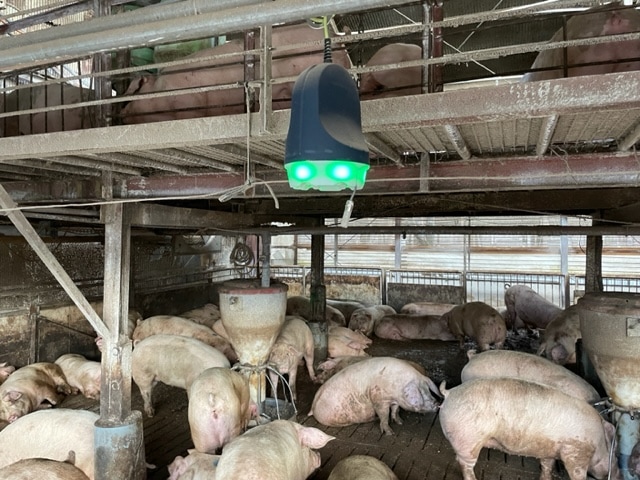 臼井農産 豚舎管理の様子