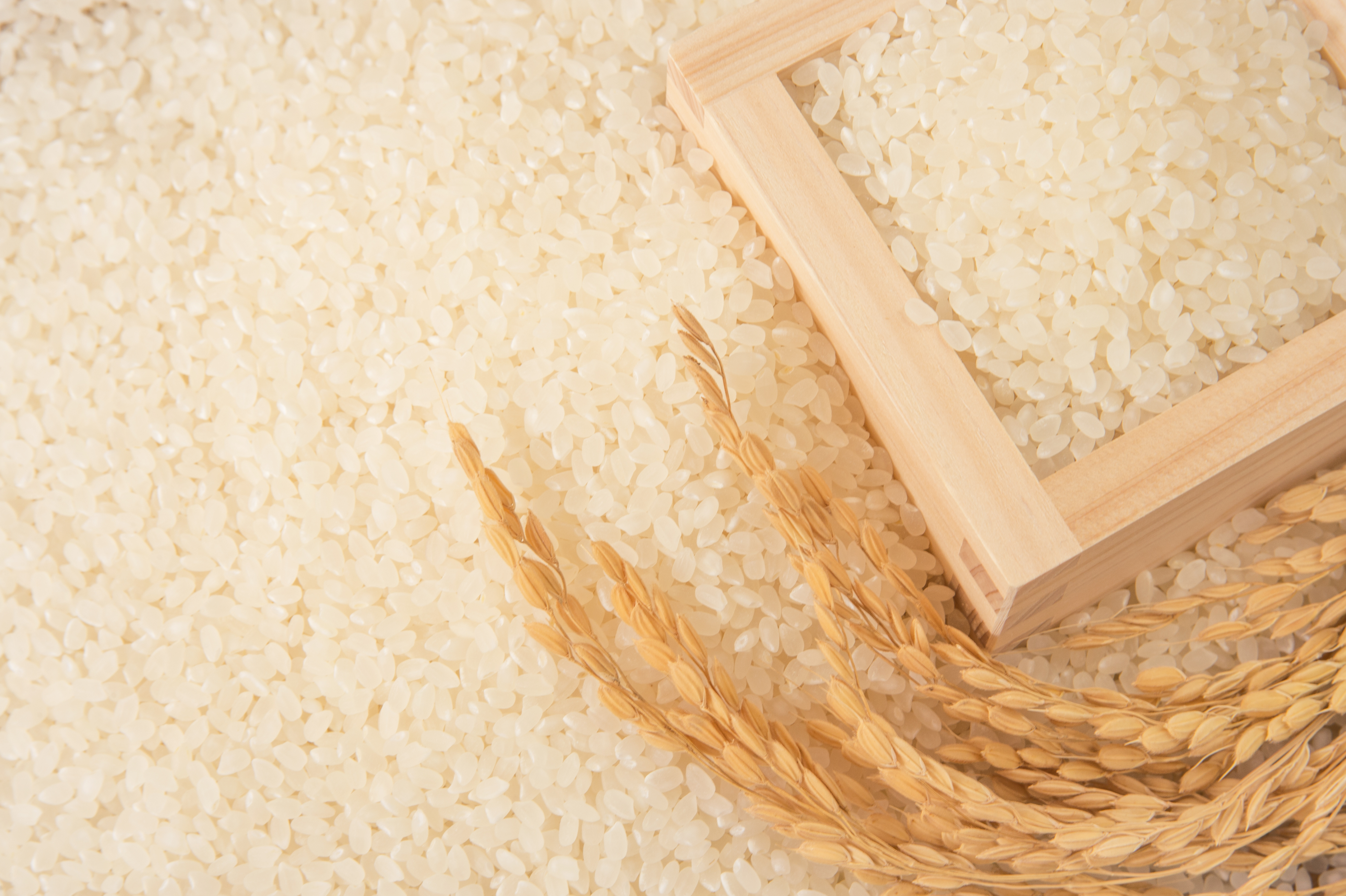 Fコンサントレセラム｜エステサロン向け業務用化粧品通販｜トレンディ