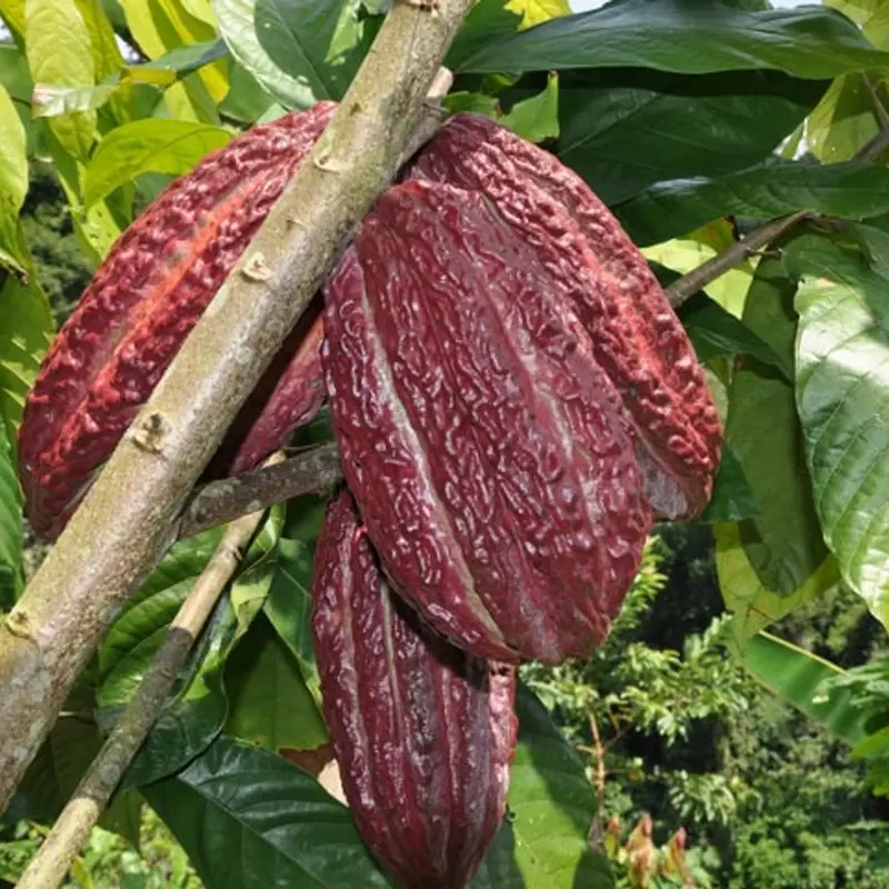 ������