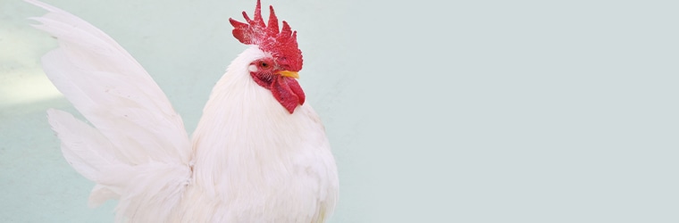 「銘柄鶏」とは　ブロイラーに付加価値のついた食鶏イメージ