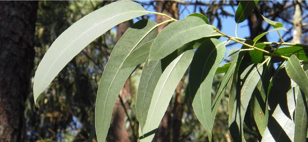 �桼���� eucaly