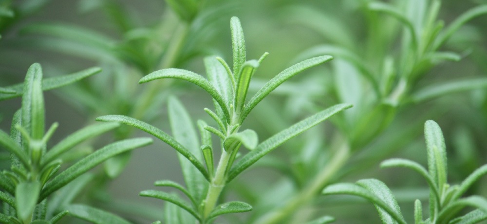 �������ޥ꡼