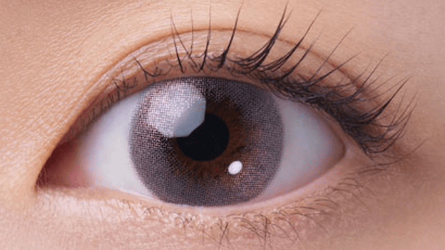 ビーナスベルト