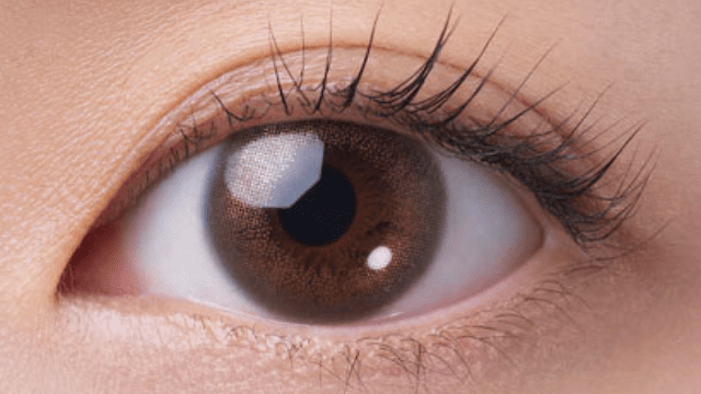 シルキージンジャー