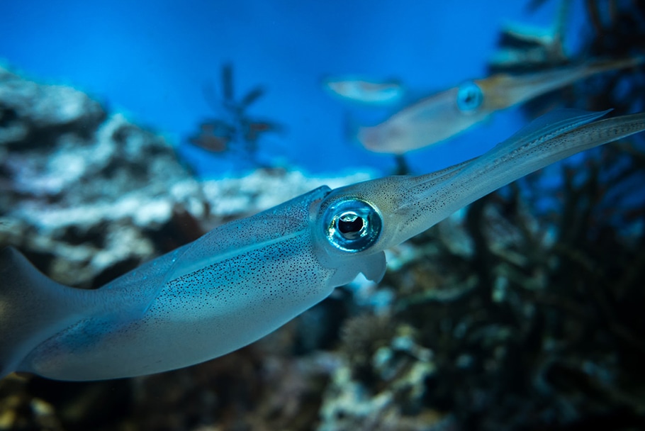 アオリイカ あき水産鮮魚部