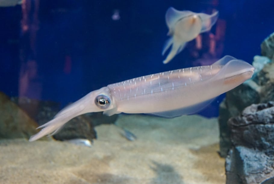 アオリイカ あき水産鮮魚部