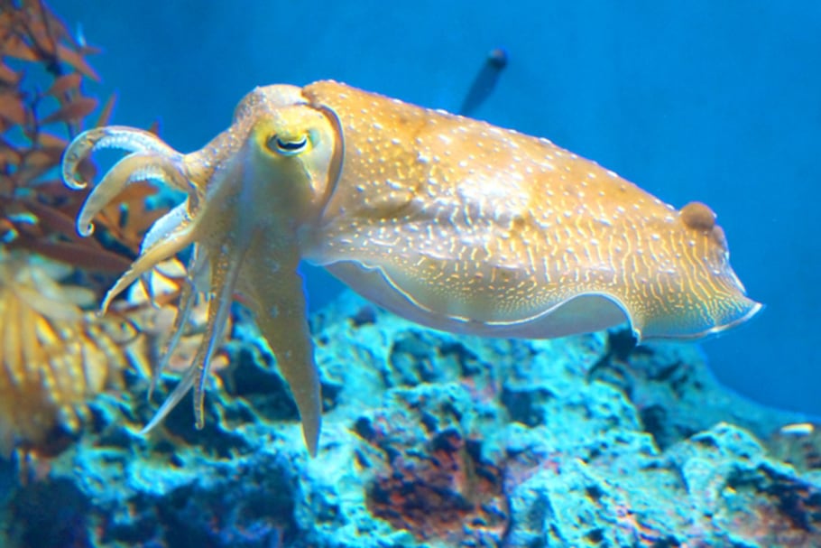 アオリイカ あき水産鮮魚部