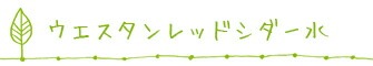 ウエスタンレッドシダー水