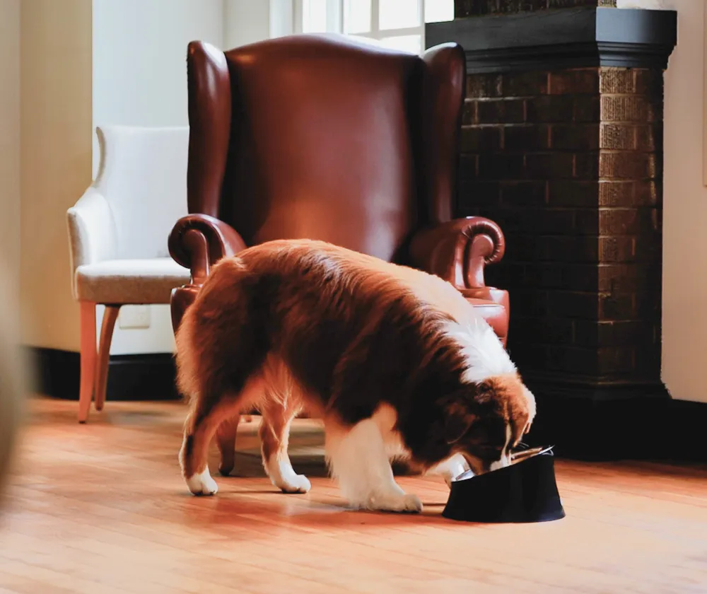 ペット用品｜ALESSI JAPAN（アレッシ ジャパン）公式通販