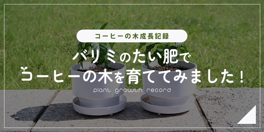 コーヒーの木を育ててみた