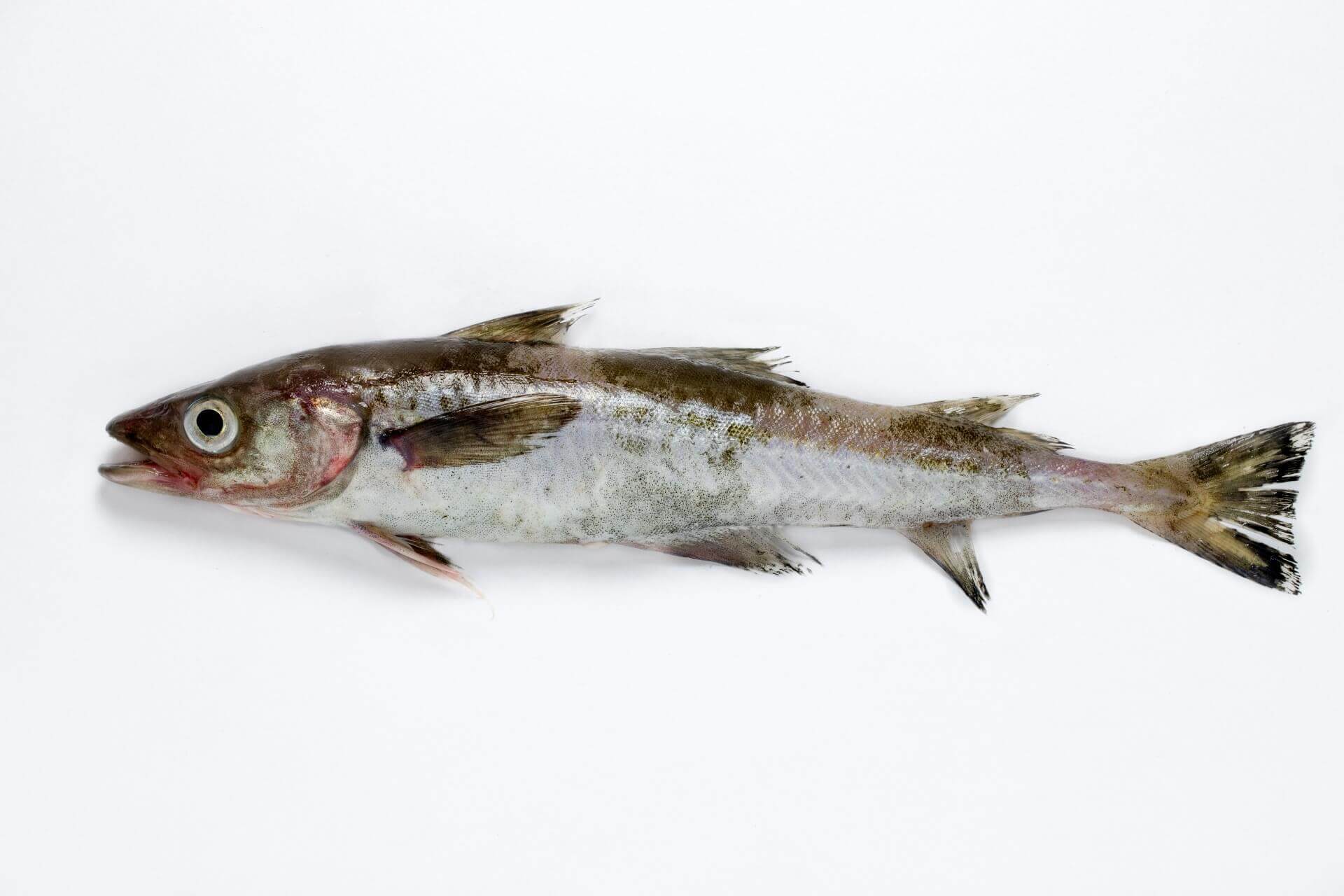 原料となるスケソウダラってどんな魚？マダラとの関係は？
