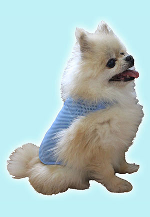 Pomeranian picture 1