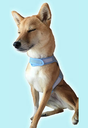 Shiba Inu picture 1