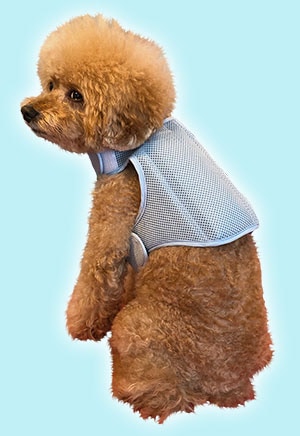 Toy poodle picture 3